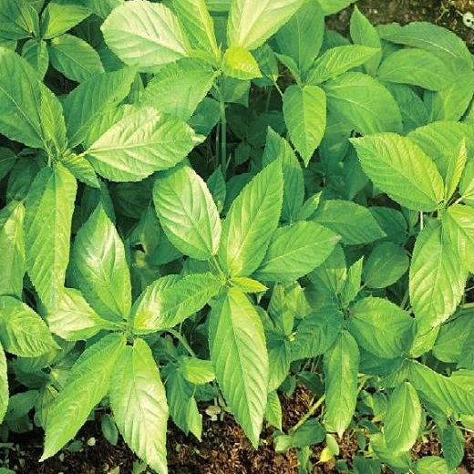 Hạt giống Rau đay trắng